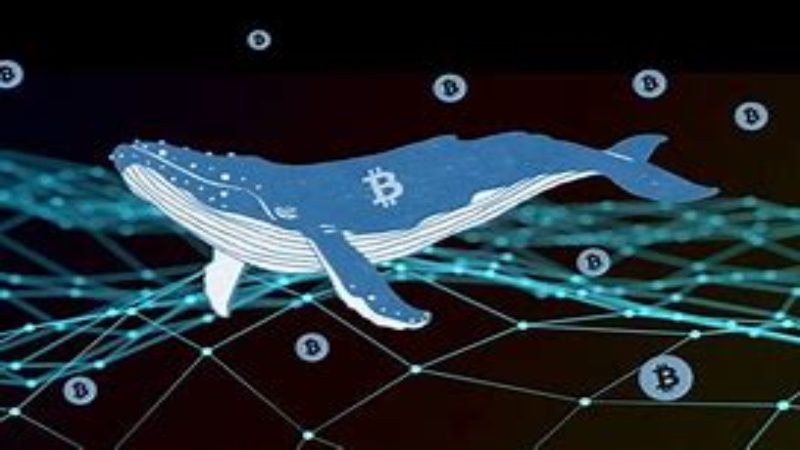 Con frecuencia escuchamos o leemos que los medios especializados en criptomonedas hacen advertencia sobre las “ballenas” de Bitcoin; pero ¿qué o quiénes son estas llamadas ballenas y cuál es su importancia dentro del ecosistema criptográfico?
